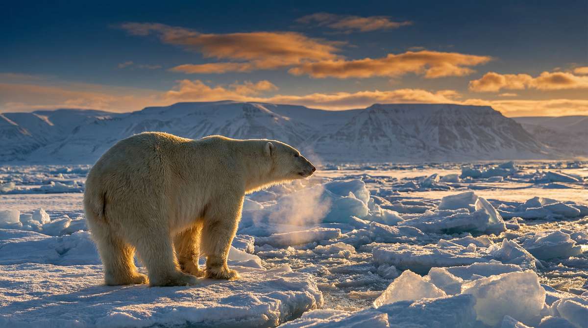 91今日推荐北极熊视频